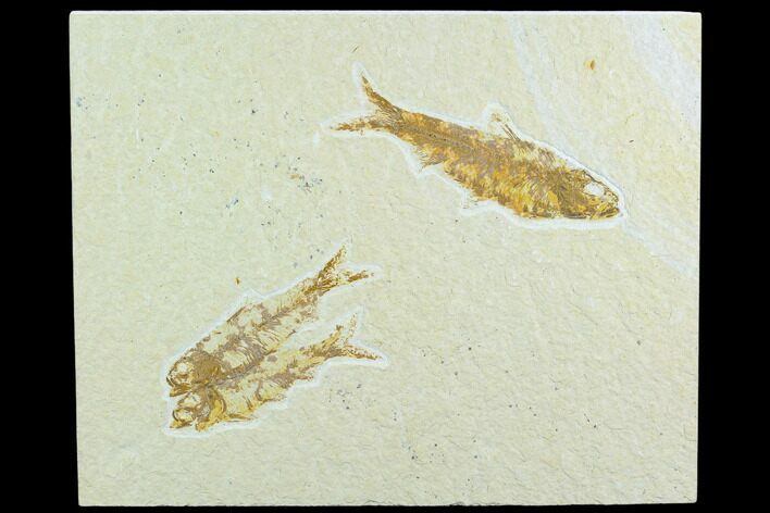 Three Fossil Fish (Knightia) - Green River Formation, Wyoming #122767